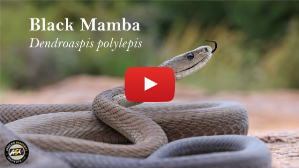 Black Mamba - Largest venomous snake in Africa