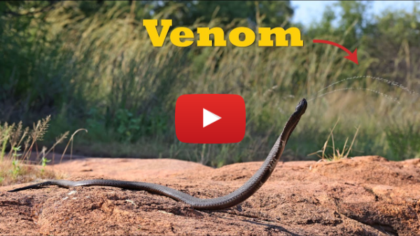 Rinkhals Venom Explained: Africa’s Spitting Snake