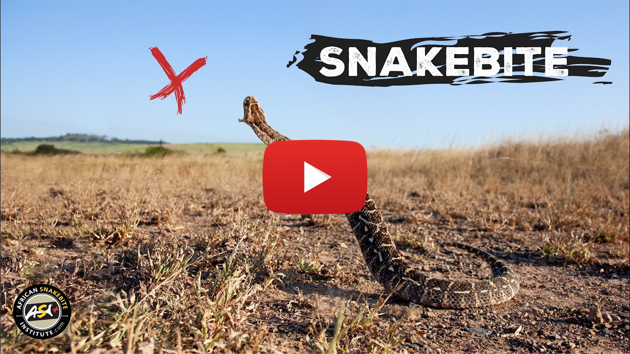 First Aid for Snakebite in Africa First Aid for Snakebite in Africa